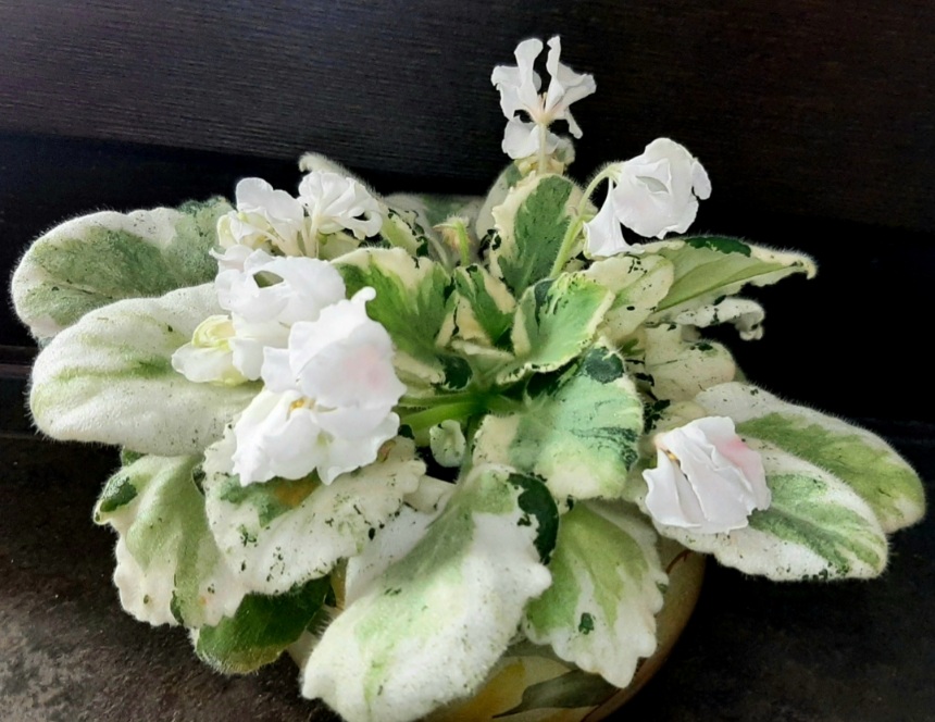 Screenshot_20220117-214832_Gallery.jpg