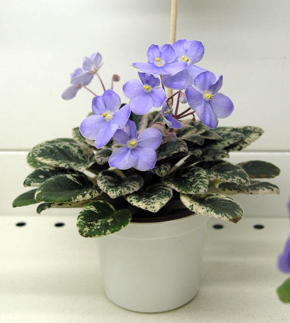 Dean's Lavender Blue