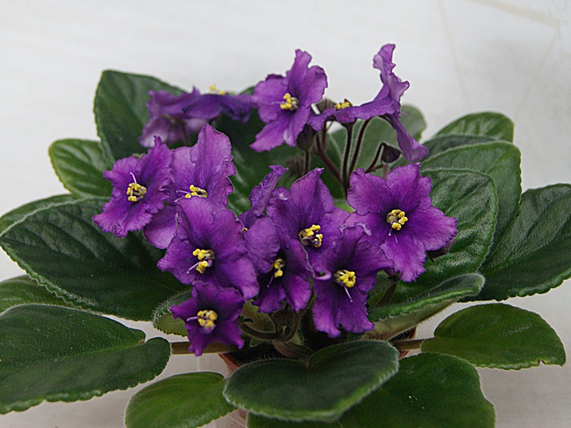 Актриса (Макуни).JPG