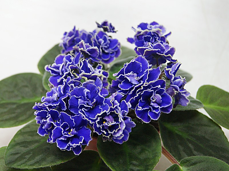Лебединый Полёт (Макуни).JPG