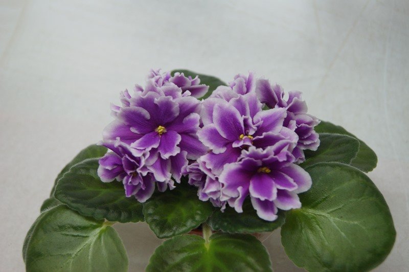 ЛЕ-Фуксиевая Балерина.JPG