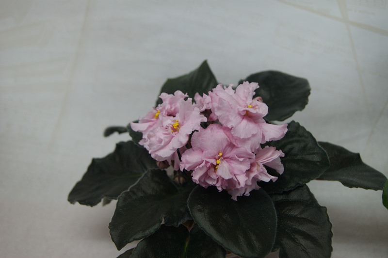 Розовая Ласка (Макуни).JPG