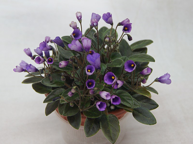 Vallarta Campanas Moradas трейлер.JPG
