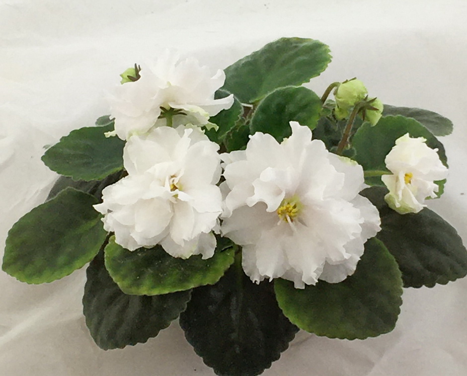 РМ-Шопен