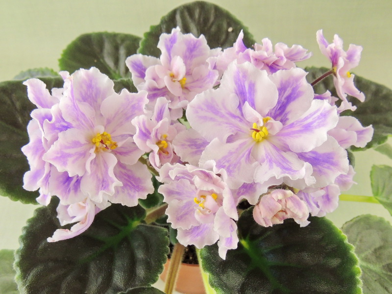 NDer-Куинми