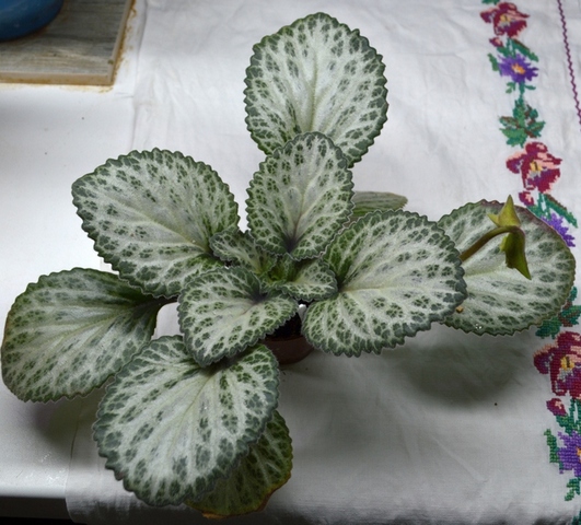 Loki'