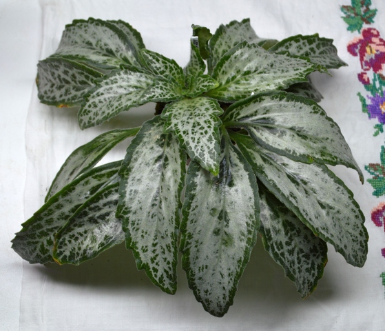 Primulina dryas 'Angustifolia'