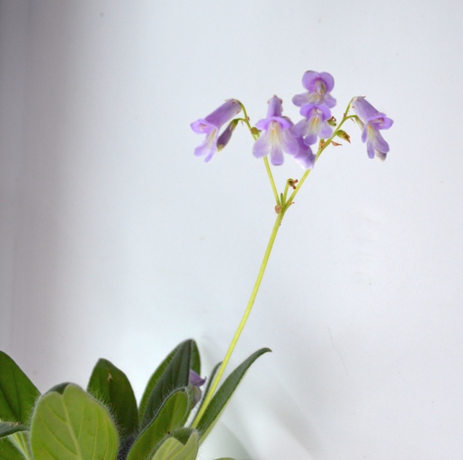 Primulina medica.