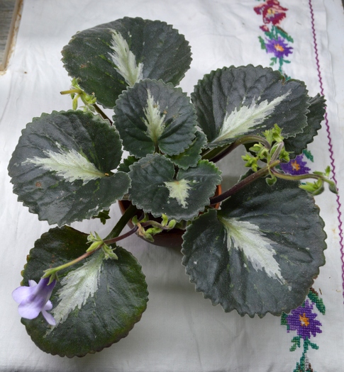 Р. brassicoides 'Marble leaf