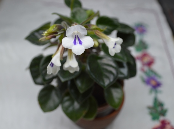 Deinostigma tamiana