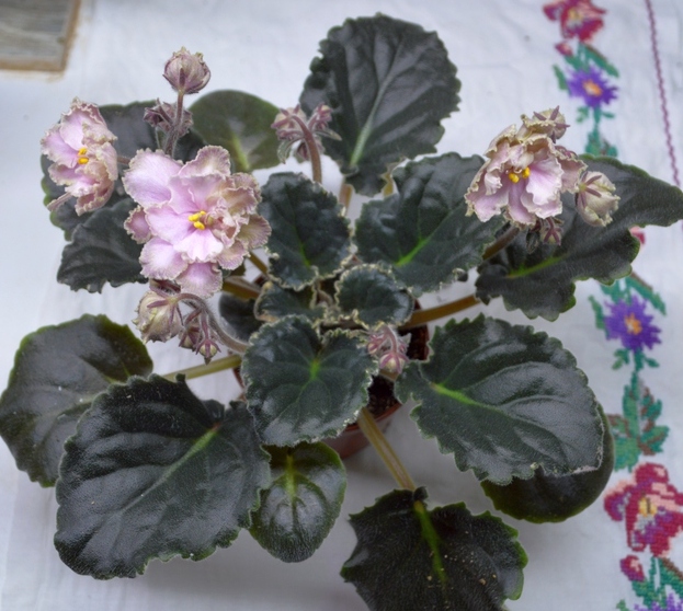 ЛЕ-Кардамон (Е. Лебецкая)