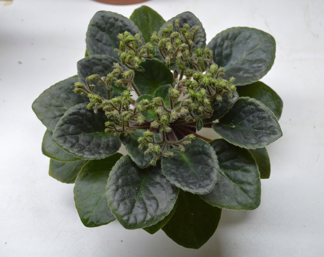 Optimara NeverFloris (Holtkamp)