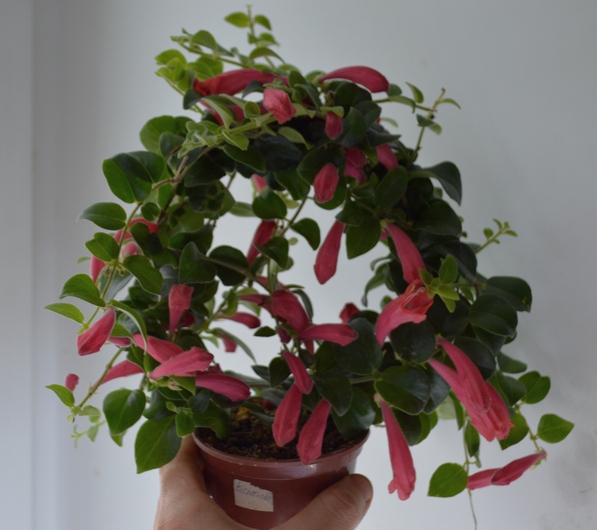 Aeschynanthus Coral Flame