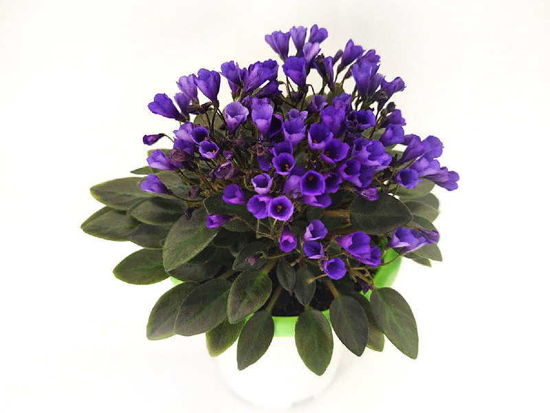 Vallarta Campanas Moradas.jpg