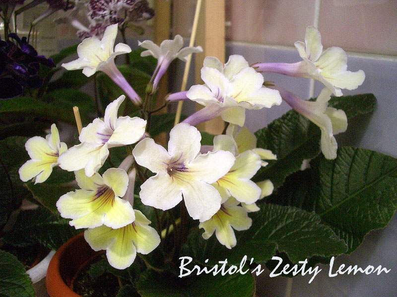 Bristol's Zesty Lemon.jpg