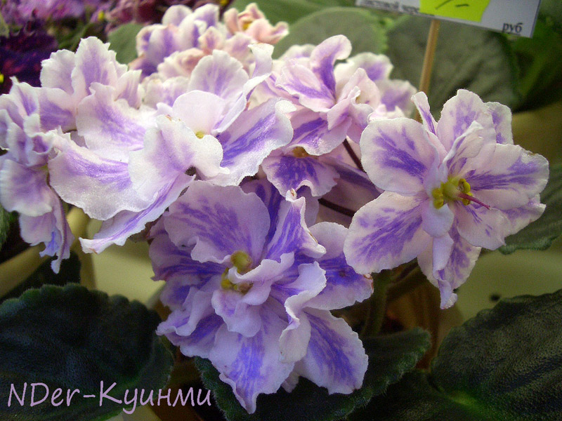 NDer-Куинми.jpg