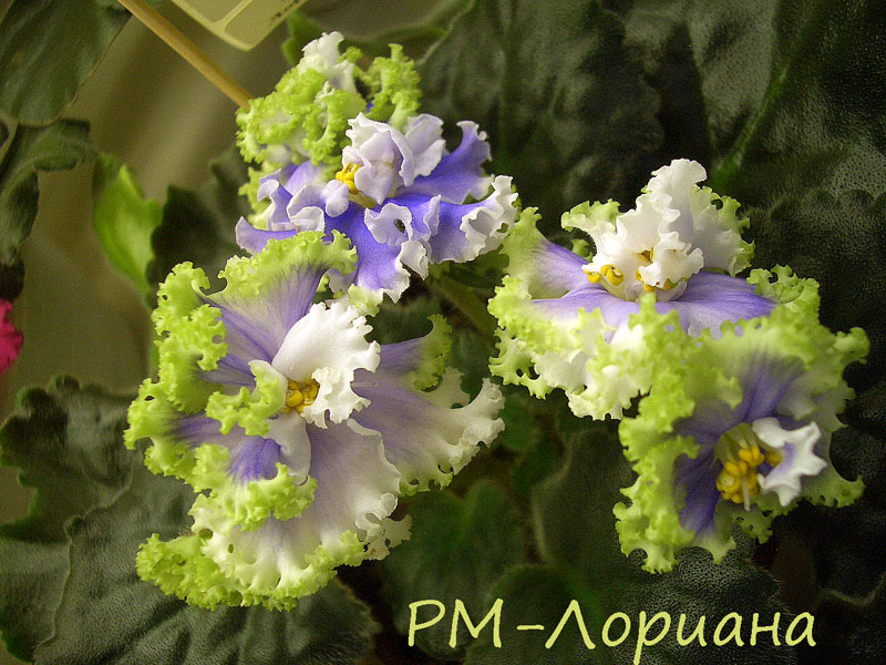 РМ-Лориана.jpg