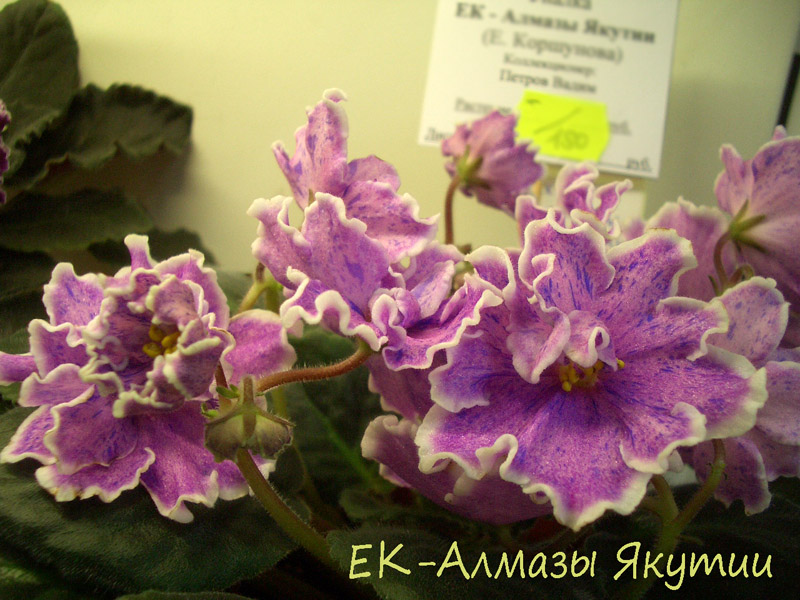 ЕК-Алмазы Якутии.jpg