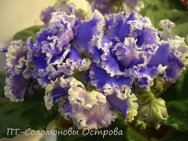 ПТ-Соломоновы Острова.jpg