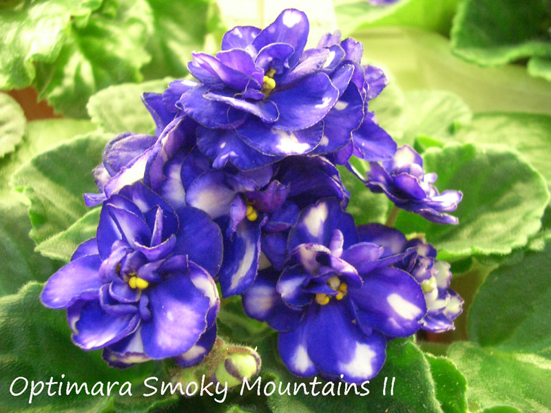 Optimara Smoky Mountains II.jpg