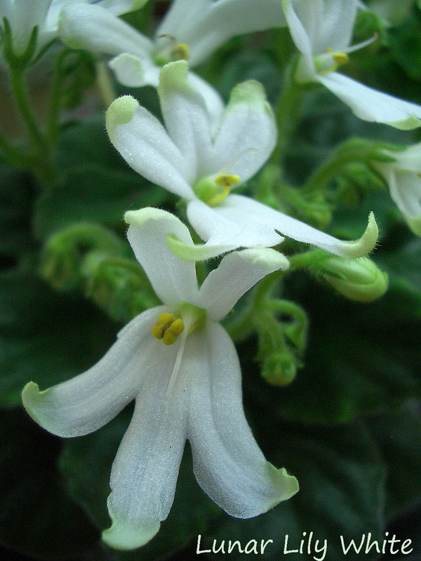 Lunar Lily White.jpg