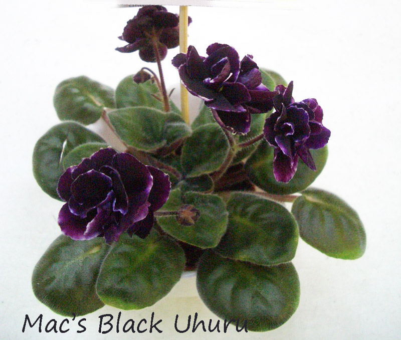 Mac's Black Uhuru.jpg