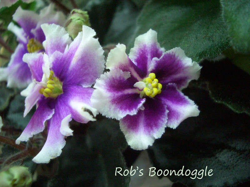 Rob's Boondoggle.jpg