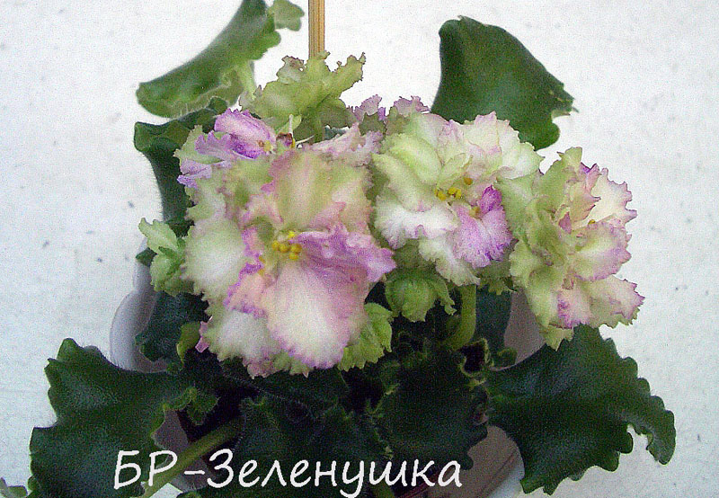 БР-Зеленушка.jpg