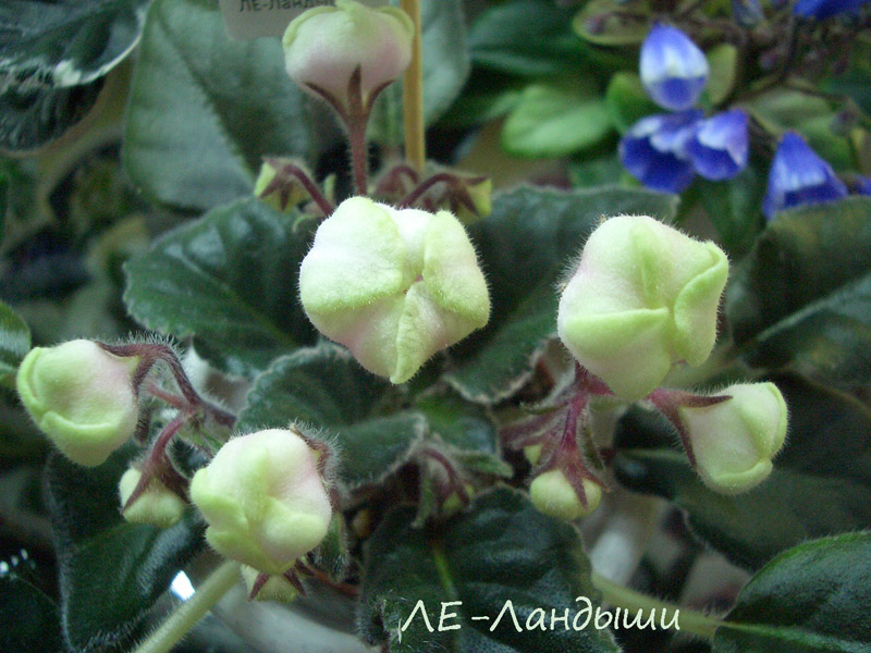 ЛЕ-Ландыши.jpg