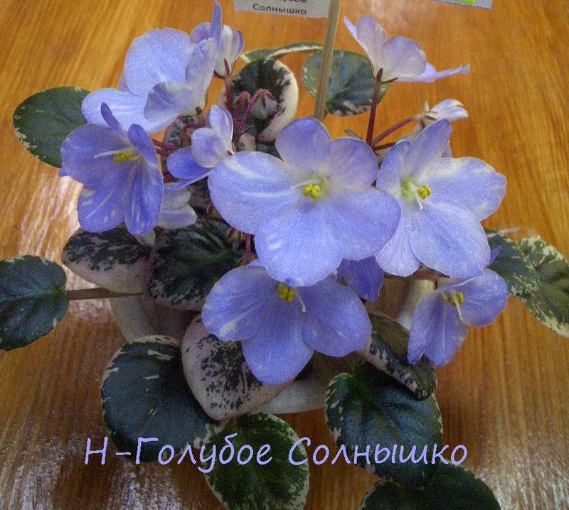 Н-Голубое Солнышко.jpg