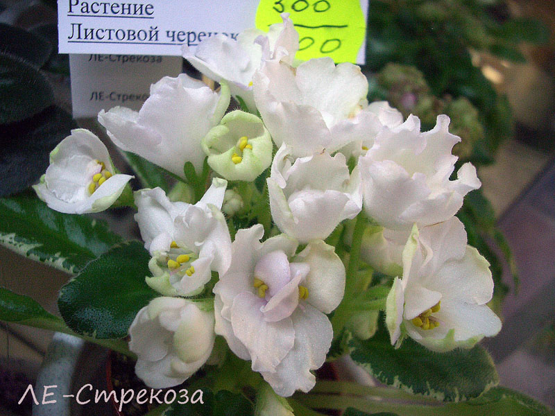 ЛЕ-Стрекоза.jpg