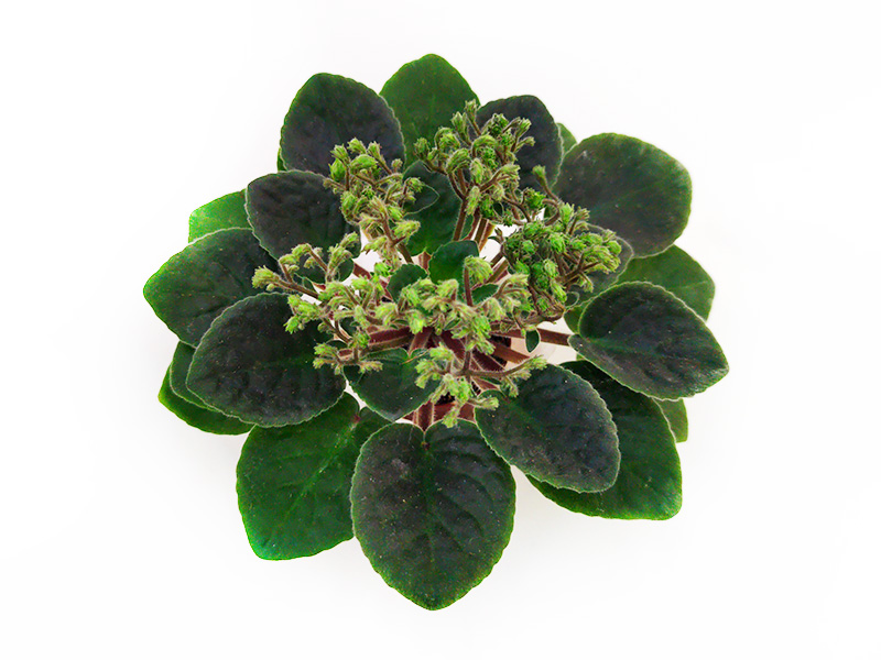 3.Optimara Neverfloris (Holtkamp)  И.Рачков.jpg