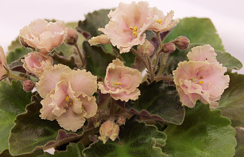 Rob's Antique Rose (R.Robinson)_3.jpg