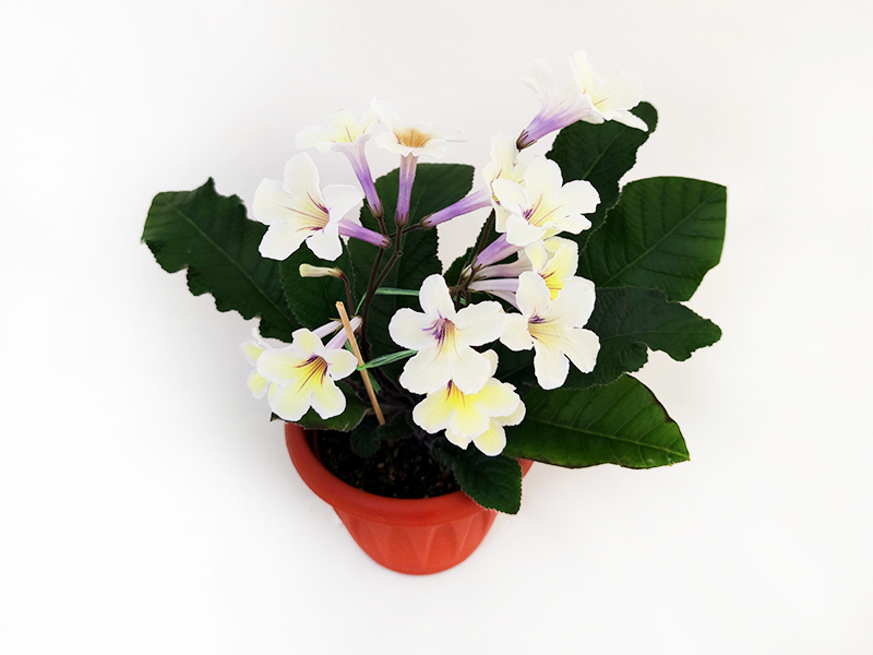 2.Bristol's Zesty Lemon (R.Robinson)  Н.Дорофеев.jpg