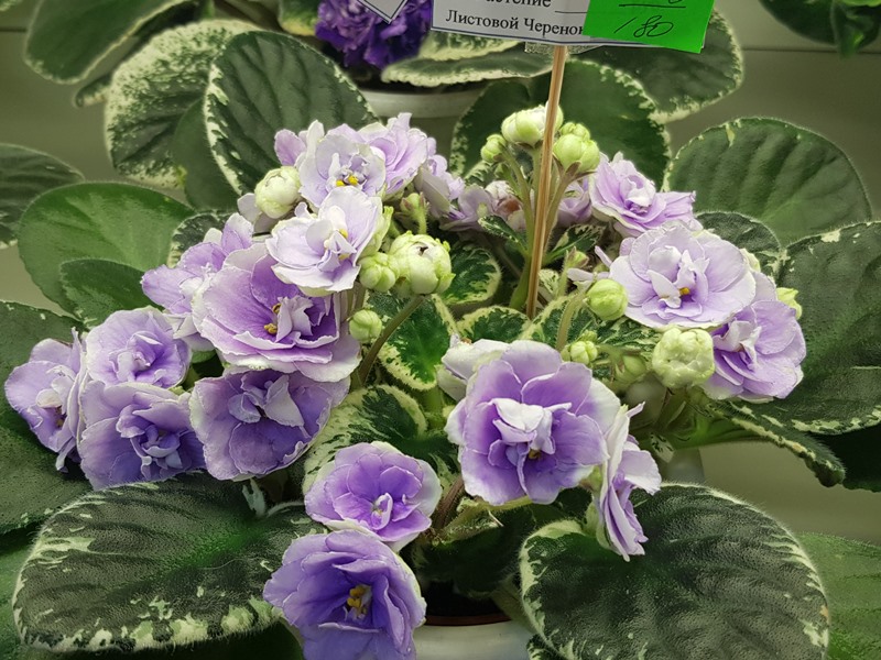 20220127_182925.jpg