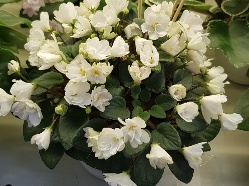 20220127_183259.jpg