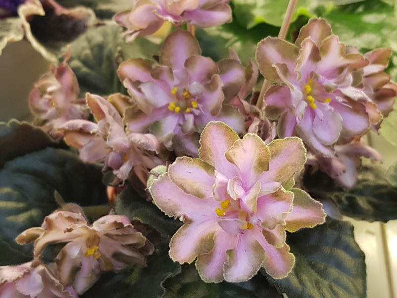 20220127_183347.jpg