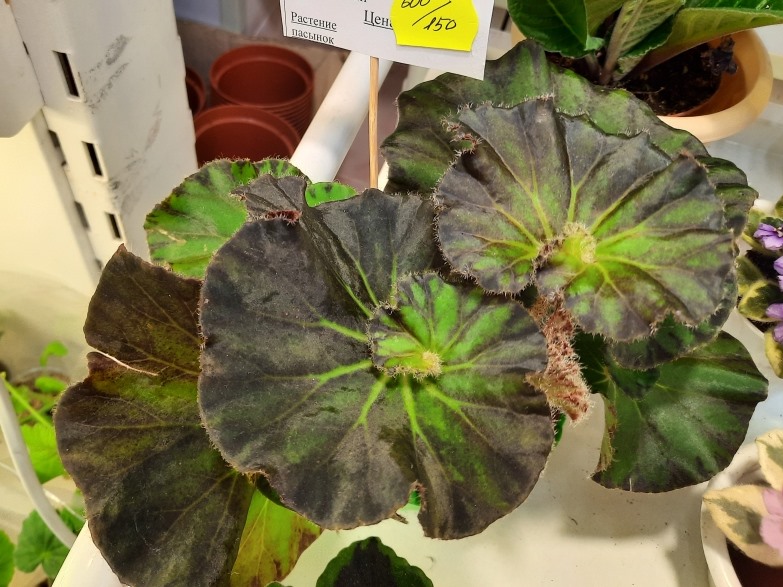 20220130_120617.jpg