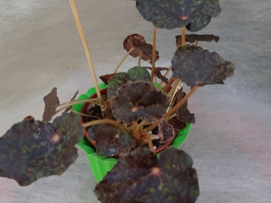 20220130_120813.jpg