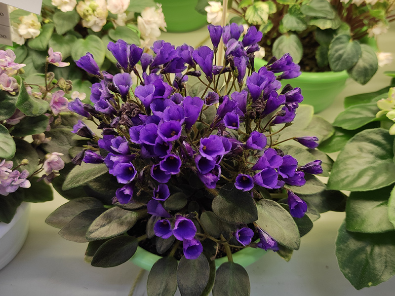 Vallarta Campanas Moradas