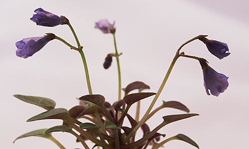 Teeny Bopper (Minibomb) (L.Lyon)_2.jpg