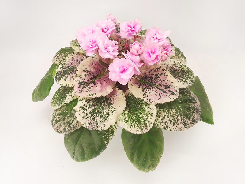 Rose Bouquet.jpg
