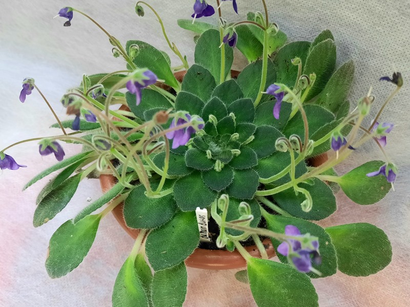 Petrocosmea Umam Butas.jpg