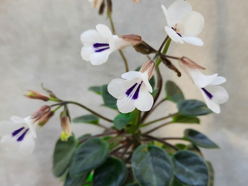 Primulina Tamiana.jpg