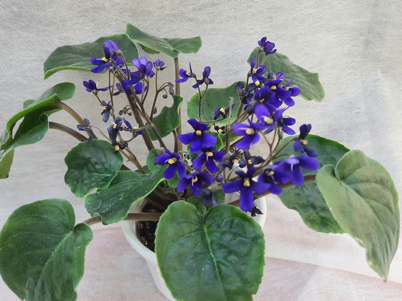 S.Orbicularis var. purpurea.jpg