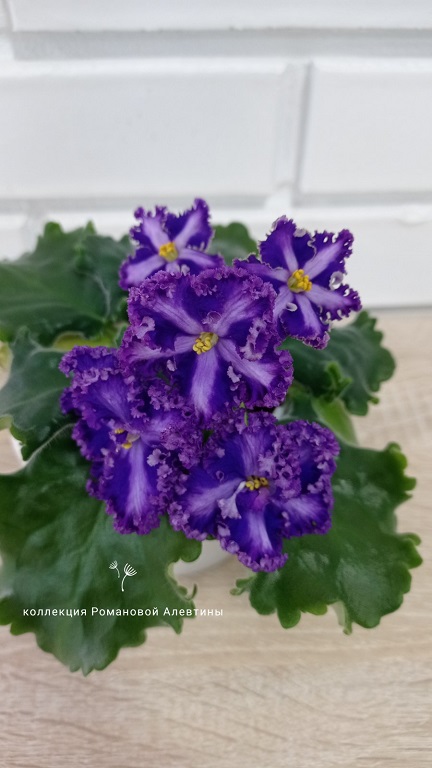 изображение_viber_2022-02-09_15-01-33-885.jpg