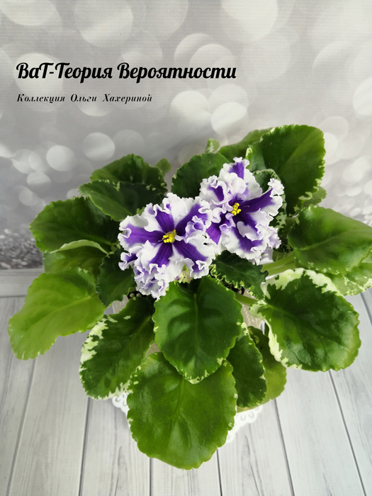 ВаТ-Теория Вероятности.jpg