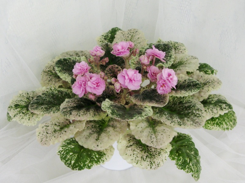 Rose Bouguet.JPG