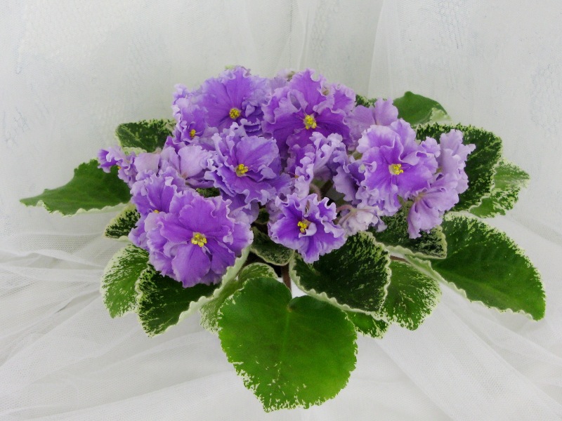 ЛЕ-Грёзы Султана.JPG
