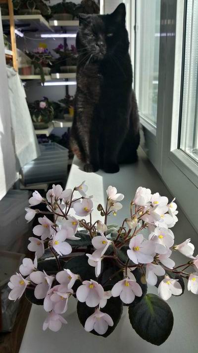 Resize of кот.jpg